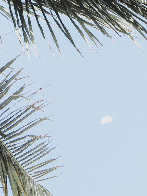 Moon & Palmtree