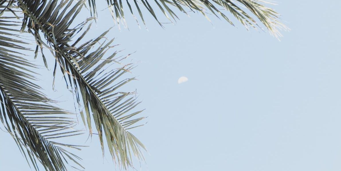 Moon and palm tree